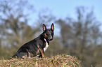 sitting Miniature Bull Terrier