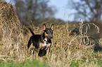 standing Miniature Bull Terrier