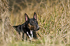 lying Miniature Bull Terrier