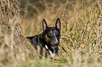 lying Miniature Bull Terrier