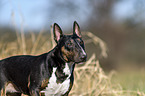 Miniature Bull Terrier