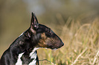 Miniature Bull Terrier portrait