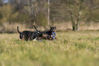 running Miniature Bull Terrier