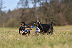 playing Miniature Bull Terrier