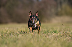 running Miniature Bull Terrier