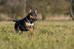 running Miniature Bull Terrier