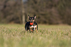 running Miniature Bull Terrier