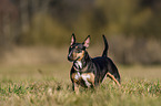 standing Miniature Bull Terrier