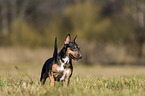 walking Miniature Bull Terrier