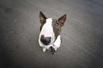 Miniature Bull Terrier