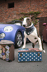 standing Miniature Bull Terrier