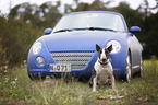 sitting Miniature Bull Terrier