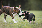 Miniature Bull Terrier and French Bulldog