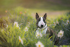 Miniature Bull Terrier