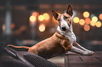 Miniature Bull Terrier