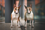 standing Miniature Bull Terrier