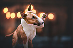 standing Miniature Bull Terrier