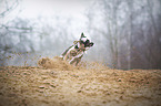 running Miniature Bull Terrier