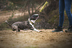 playing Miniature Bull Terrier