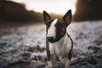 standing Miniature Bull Terrier