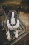 sitting Miniature Bull Terrier