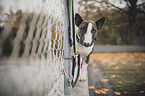 standing Miniature Bull Terrier