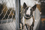 standing Miniature Bull Terrier