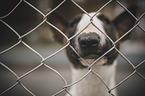 Miniature Bull Terrier portrait