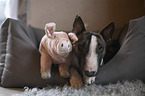 lying Miniature Bull Terrier