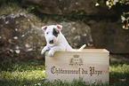 Miniature Bull Terrier Puppy in a box