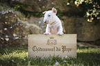 Miniature Bull Terrier Puppy in a box