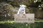 Miniature Bull Terrier Puppy in a box