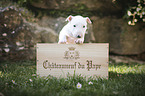 Miniature Bull Terrier Puppy in a box