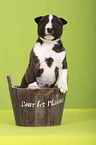 Miniature Bull Terrier Puppy