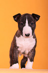 Miniature Bull Terrier Puppy