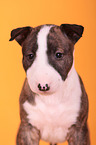 Miniature Bull Terrier Puppy Portrait