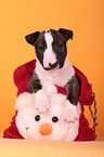 Miniature Bull Terrier Puppy