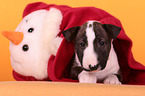 Miniature Bull Terrier Puppy