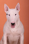 Miniature Bull Terrier Portrait