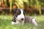 lying Miniature Bull Terrier Puppy