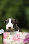 Miniature Bull Terrier Puppy Portrait