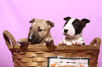 Miniature Bull Terrier Puppies