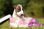 Miniature Bull Terrier Puppy Portrait