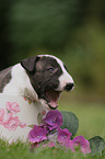 Miniature Bull Terrier Puppy Portrait