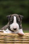 Miniature Bull Terrier Puppy