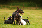 Miniature Bullterrier mother with puppies