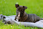 lying Miniature Bull Terrier Puppy