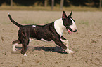 running Miniature Bull Terrier