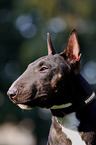 Miniature Bull Terrier Portrait