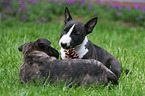 Miniature Bull Terrier Puppies